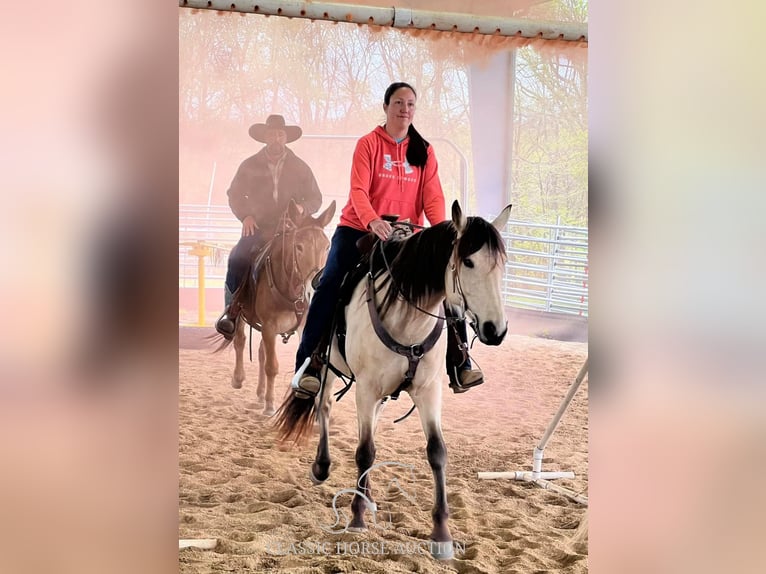 American Quarter Horse Giumenta 11 Anni 163 cm Pelle di daino in Morrilton, AR