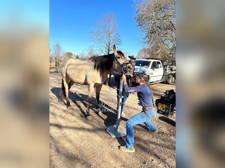 American Quarter Horse Giumenta 11 Anni 163 cm Pelle di daino in Morrilton, AR