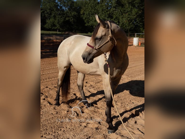 American Quarter Horse Giumenta 11 Anni 163 cm Pelle di daino in Morrilton, AR