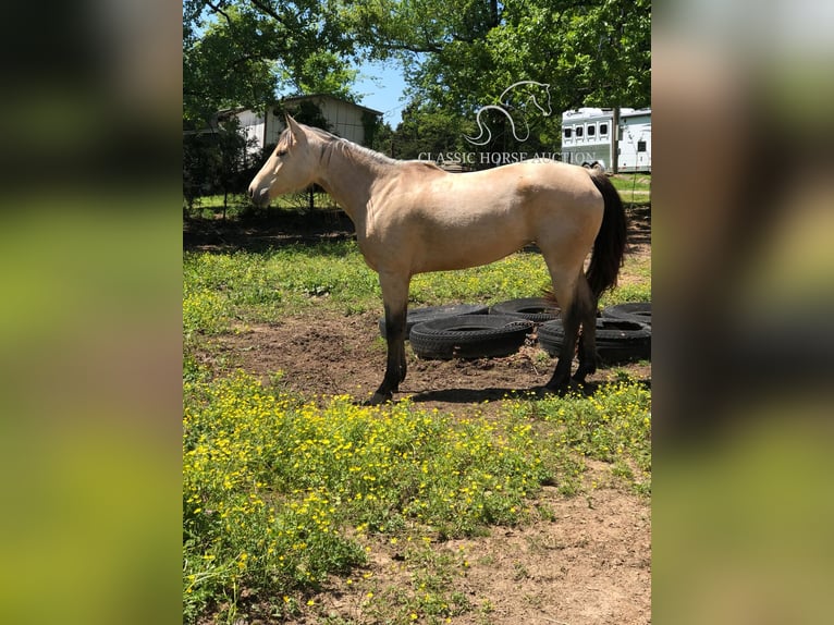 American Quarter Horse Giumenta 11 Anni 163 cm Pelle di daino in Morrilton, AR