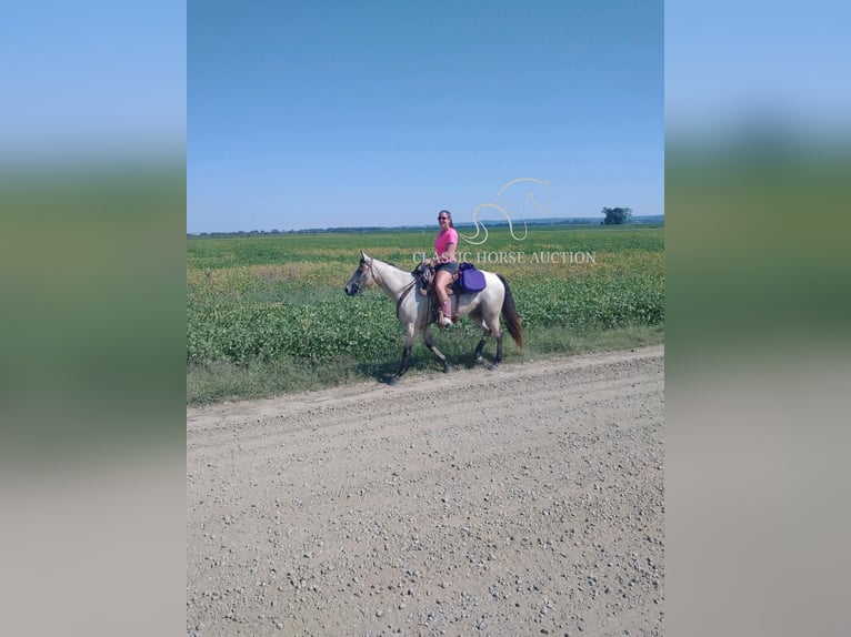 American Quarter Horse Giumenta 11 Anni 163 cm Pelle di daino in Morrilton, AR