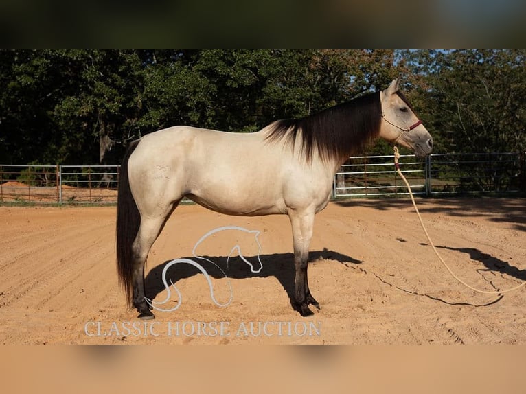 American Quarter Horse Giumenta 11 Anni 163 cm Pelle di daino in Morrilton, AR