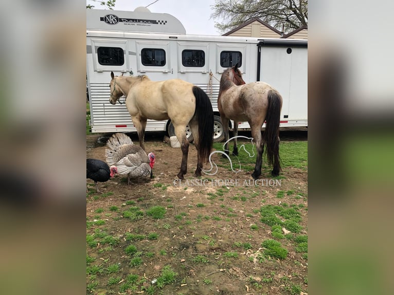 American Quarter Horse Giumenta 11 Anni 163 cm Pelle di daino in Morrilton, AR