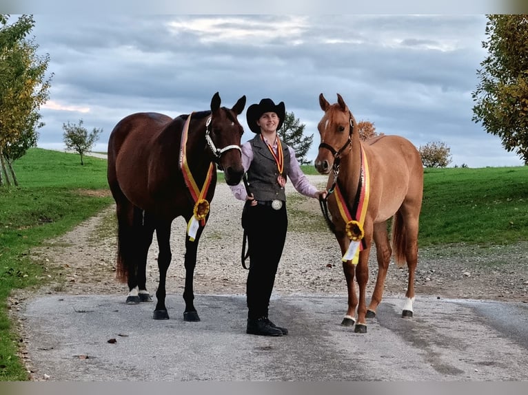 American Quarter Horse Giumenta 11 Anni 165 cm Baio in Binnen