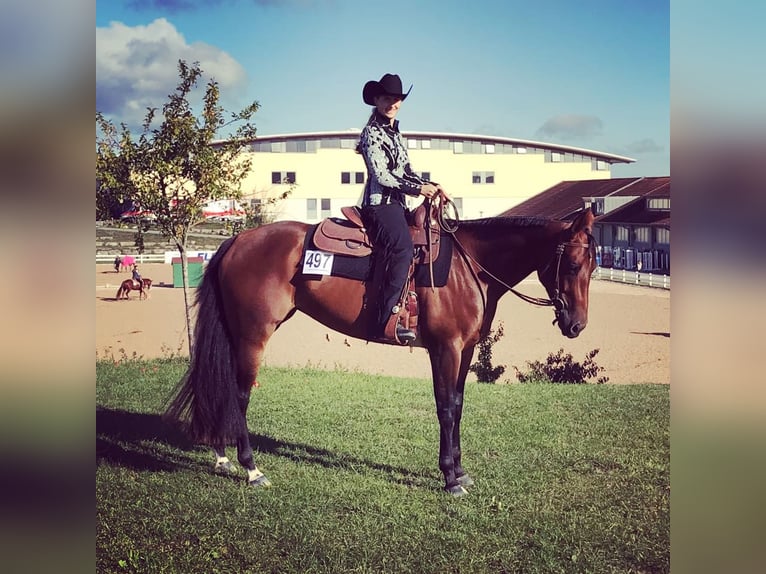 American Quarter Horse Giumenta 11 Anni 165 cm Baio in Binnen