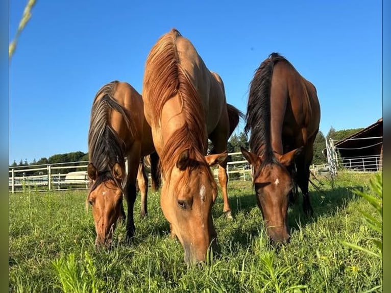 American Quarter Horse Giumenta 11 Anni 165 cm Baio in Binnen