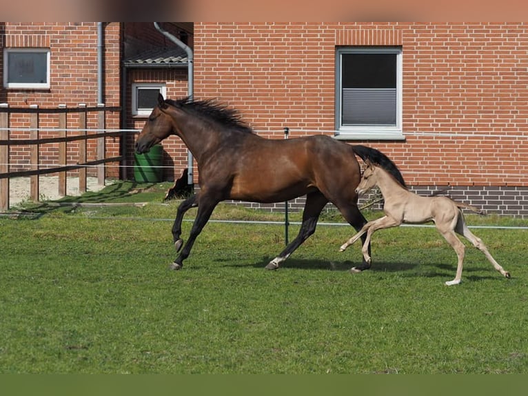 American Quarter Horse Giumenta 11 Anni 165 cm Baio in Binnen