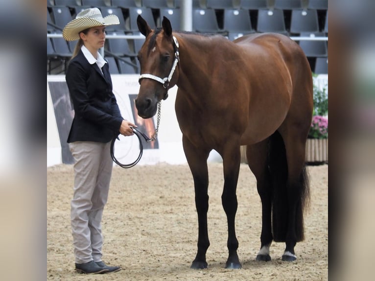 American Quarter Horse Giumenta 11 Anni 165 cm Baio in Binnen