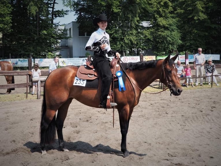 American Quarter Horse Giumenta 11 Anni 165 cm Baio in Binnen