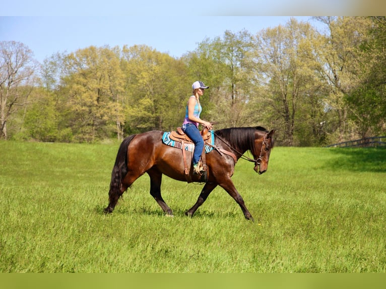 American Quarter Horse Giumenta 11 Anni 165 cm Baio ciliegia in HIghland MI