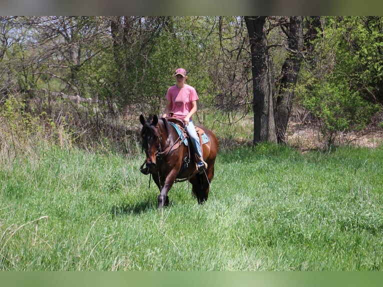 American Quarter Horse Giumenta 11 Anni 165 cm Baio ciliegia in HIghland MI