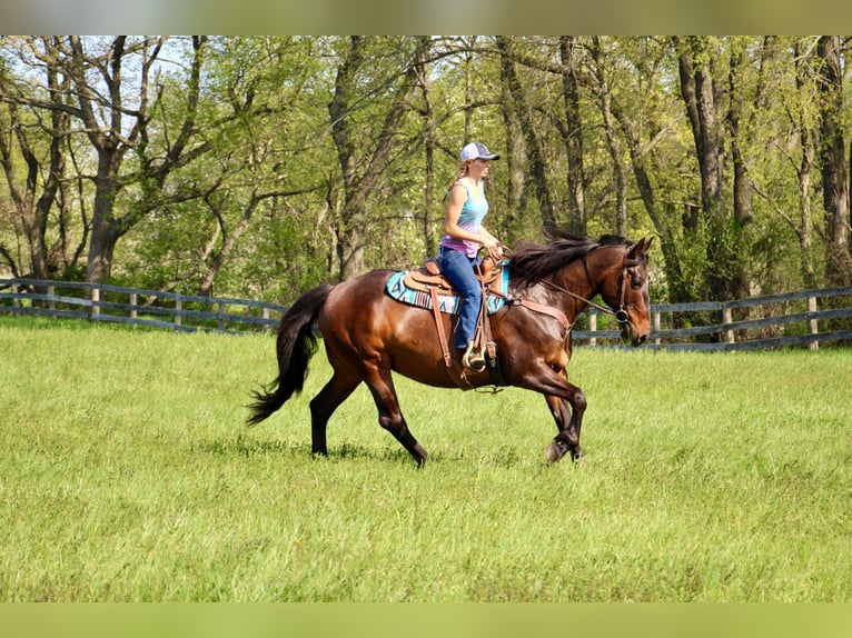 American Quarter Horse Giumenta 11 Anni 165 cm Baio ciliegia in HIghland MI