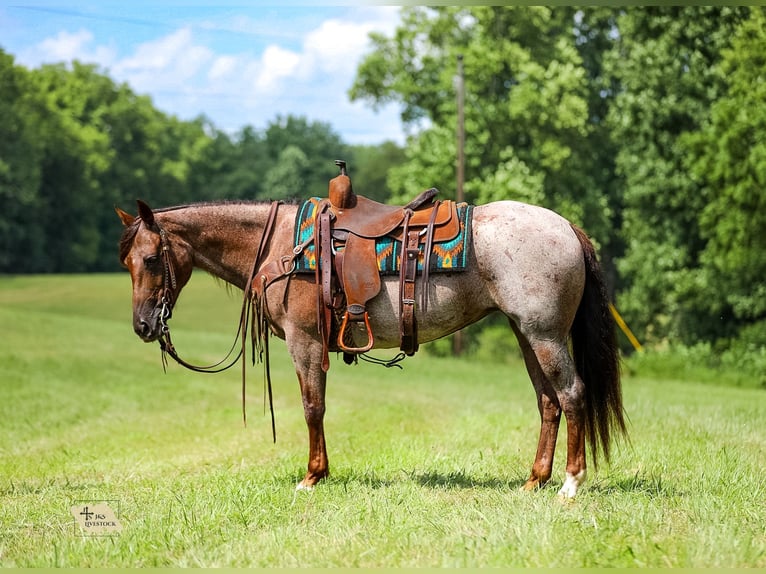 American Quarter Horse Giumenta 11 Anni Baio roano in Santa Fe