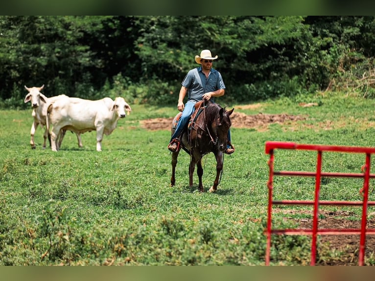American Quarter Horse Giumenta 11 Anni Baio roano in Santa Fe