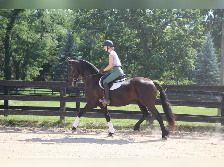 American Quarter Horse Giumenta 11 Anni Morello in Highland MI