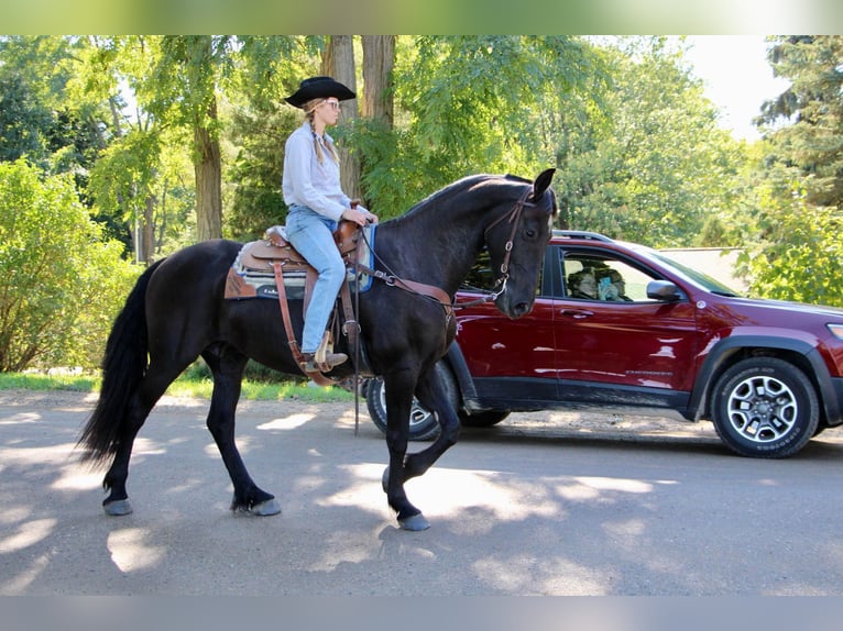 American Quarter Horse Giumenta 11 Anni Morello in Highland MI