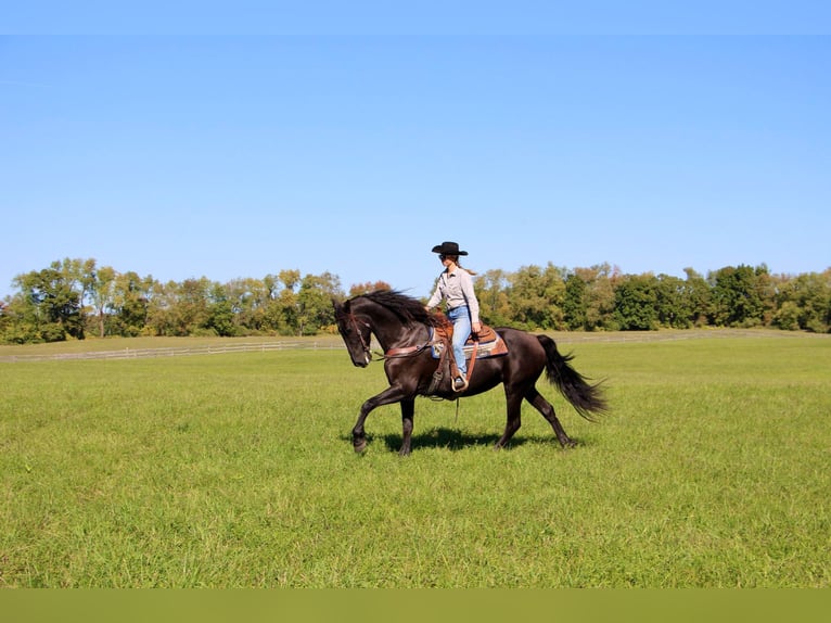 American Quarter Horse Giumenta 11 Anni Morello in Highland MI