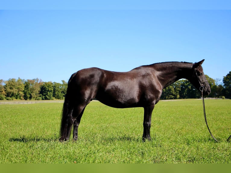 American Quarter Horse Giumenta 11 Anni Morello in Highland MI