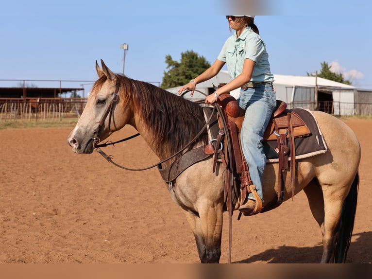 American Quarter Horse Giumenta 11 Anni  in Ripley