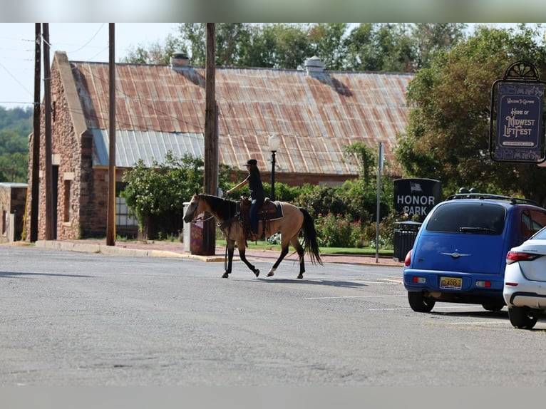 American Quarter Horse Giumenta 11 Anni  in Ripley