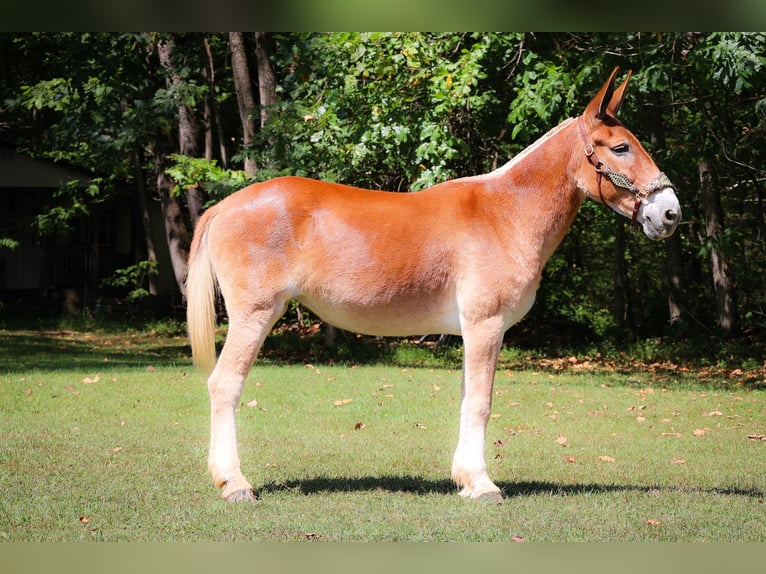 American Quarter Horse Giumenta 11 Anni Sauro ciliegia in Flemingsburg Ky