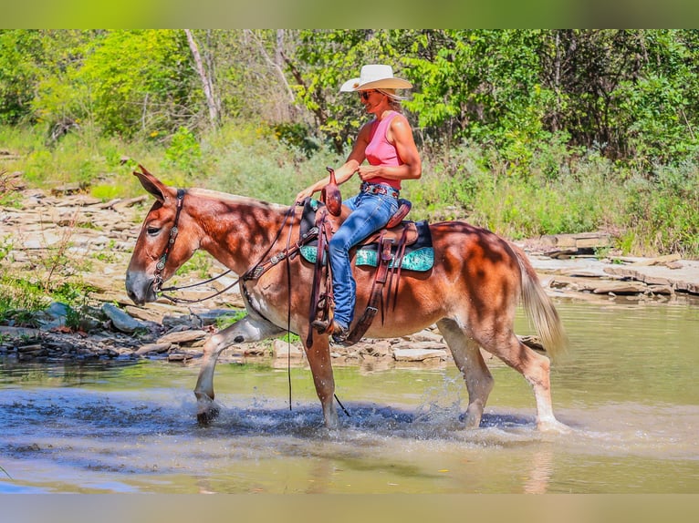 American Quarter Horse Giumenta 11 Anni Sauro ciliegia in Flemingsburg Ky