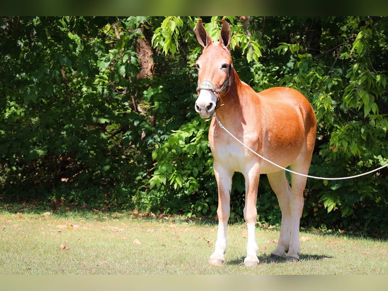 American Quarter Horse Giumenta 11 Anni Sauro ciliegia in Flemingsburg Ky