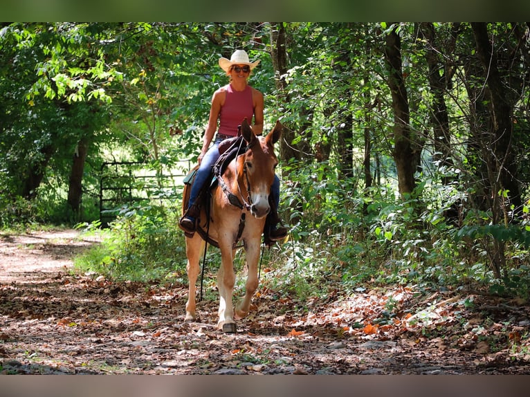 American Quarter Horse Giumenta 11 Anni Sauro ciliegia in Flemingsburg Ky