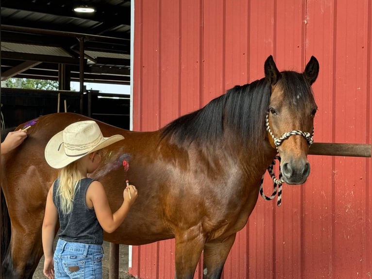 American Quarter Horse Giumenta 12 Anni 124 cm Baio ciliegia in Quitman AR