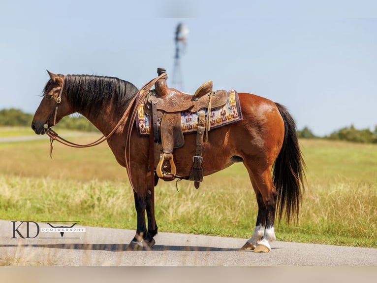 American Quarter Horse Giumenta 12 Anni 124 cm Baio ciliegia in Quitman AR