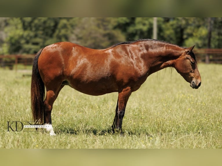 American Quarter Horse Giumenta 12 Anni 124 cm Baio ciliegia in Quitman AR