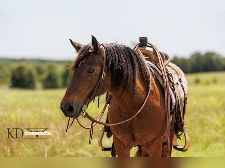 American Quarter Horse Giumenta 12 Anni 124 cm Baio ciliegia in Quitman AR