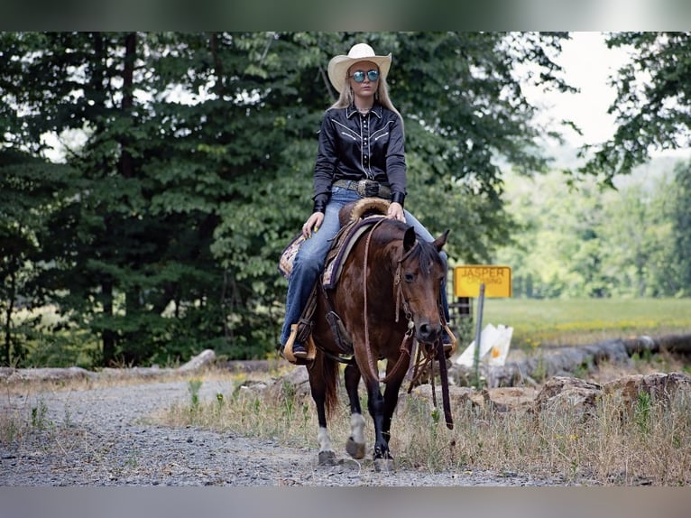 American Quarter Horse Giumenta 12 Anni 124 cm Baio ciliegia in Quitman AR