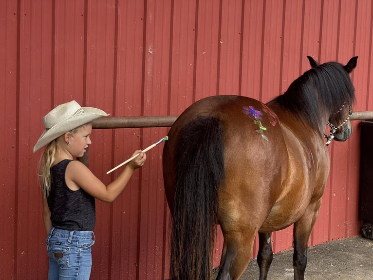 American Quarter Horse Giumenta 12 Anni 124 cm Baio ciliegia in Quitman AR