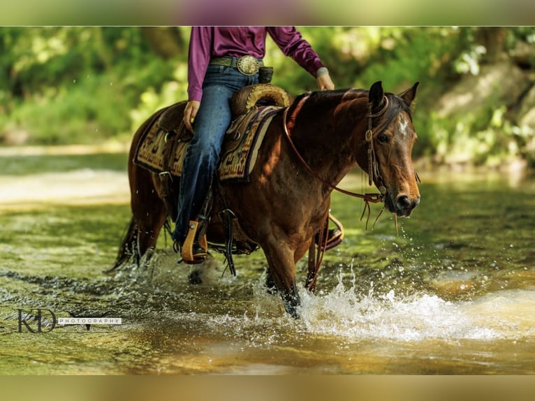 American Quarter Horse Giumenta 12 Anni 124 cm Baio ciliegia in Quitman AR