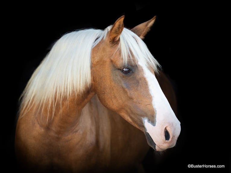 American Quarter Horse Giumenta 12 Anni 132 cm Palomino in Weatherford TX