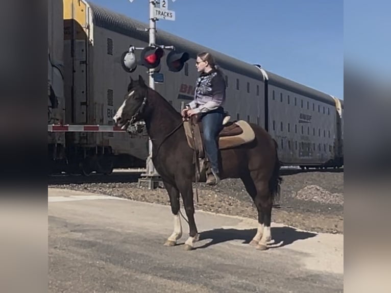 American Quarter Horse Giumenta 12 Anni 137 cm Baio ciliegia in Libson IA
