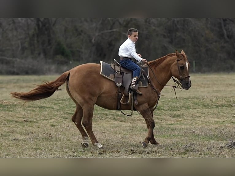 American Quarter Horse Giumenta 12 Anni 142 cm Falbo in Weatherford, TX