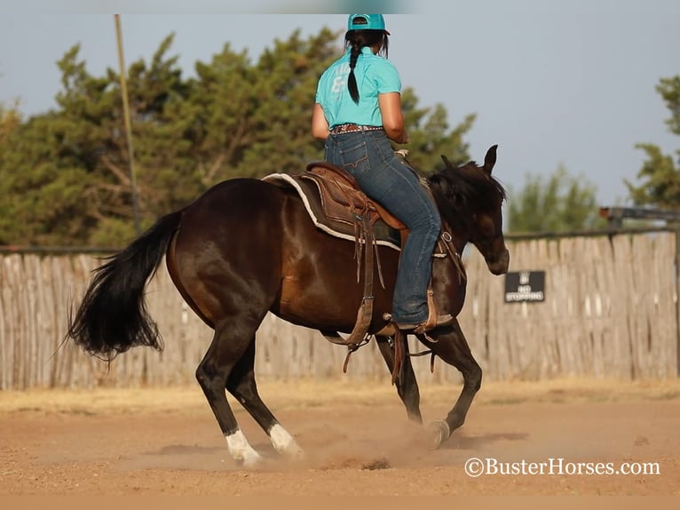 American Quarter Horse Giumenta 12 Anni 142 cm Morello in weatherford TX