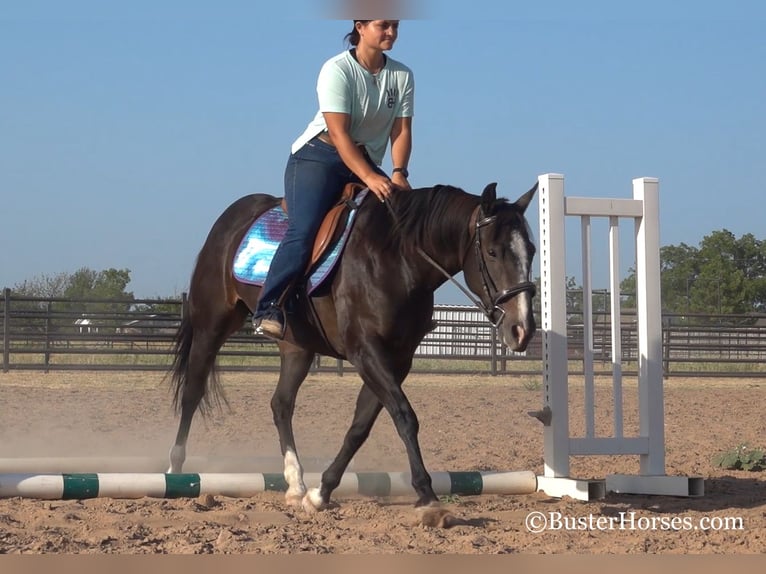 American Quarter Horse Giumenta 12 Anni 142 cm Morello in weatherford TX