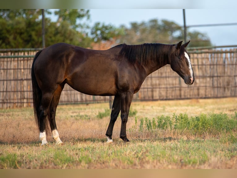 American Quarter Horse Giumenta 12 Anni 142 cm Morello in weatherford TX