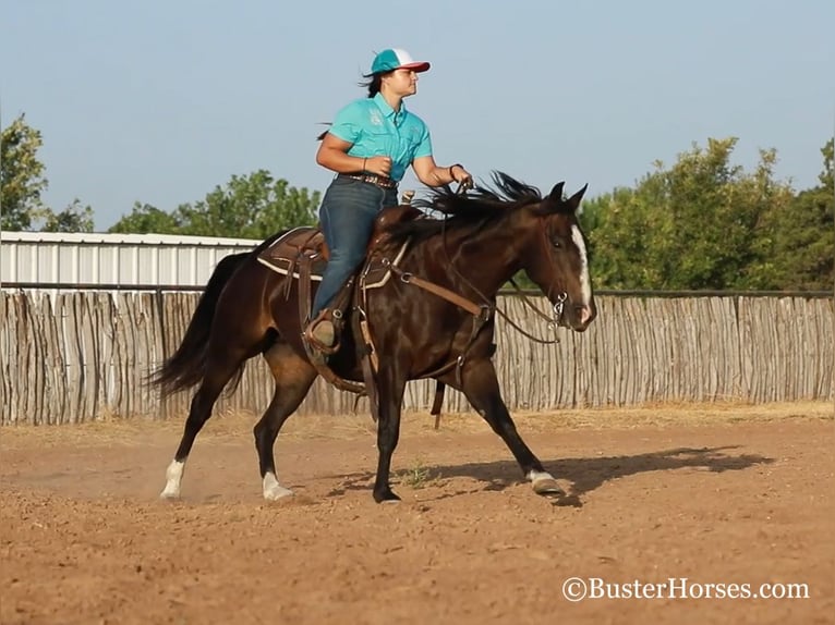 American Quarter Horse Giumenta 12 Anni 142 cm Morello in weatherford TX