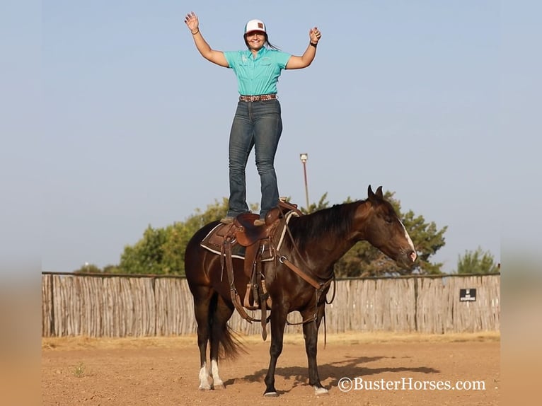 American Quarter Horse Giumenta 12 Anni 142 cm Morello in weatherford TX