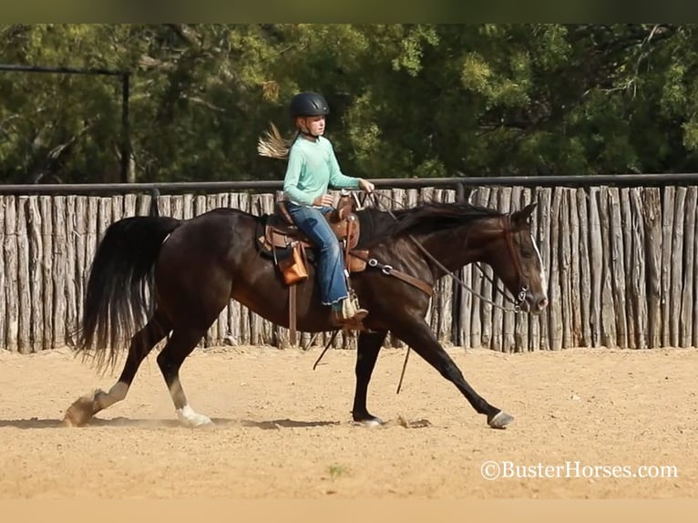 American Quarter Horse Giumenta 12 Anni 142 cm Morello in weatherford TX