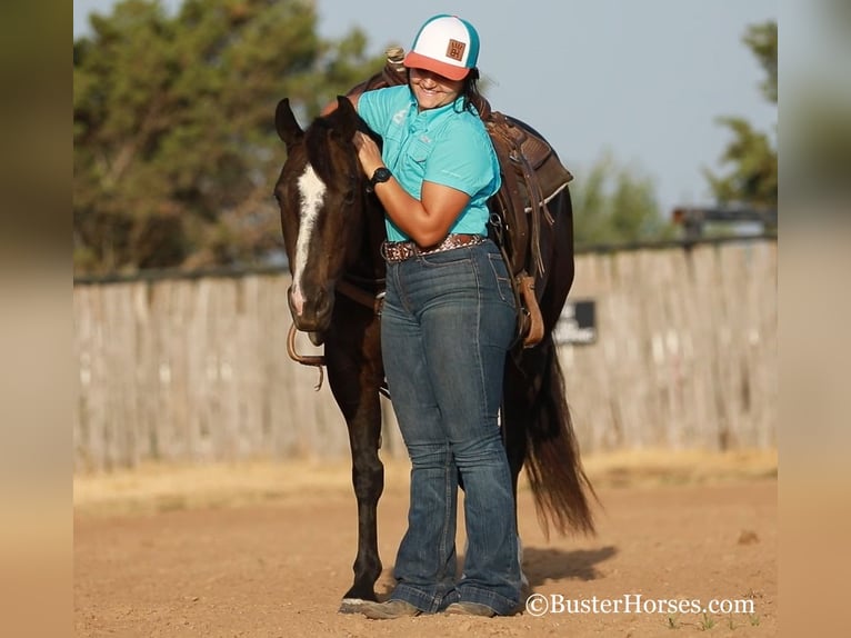 American Quarter Horse Giumenta 12 Anni 142 cm Morello in weatherford TX