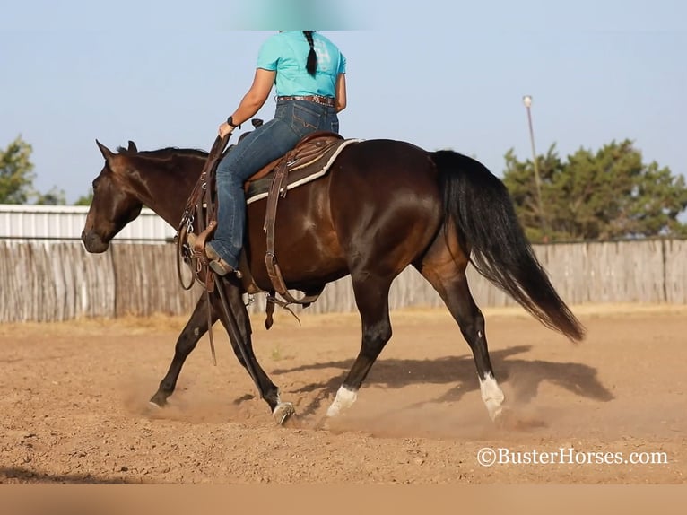 American Quarter Horse Giumenta 12 Anni 142 cm Morello in weatherford TX