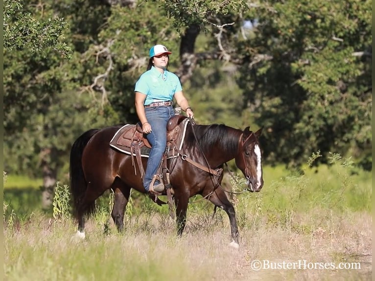 American Quarter Horse Giumenta 12 Anni 142 cm Morello in weatherford TX