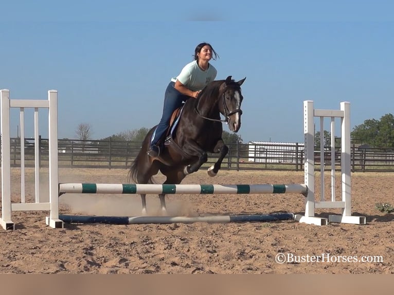 American Quarter Horse Giumenta 12 Anni 142 cm Morello in weatherford TX