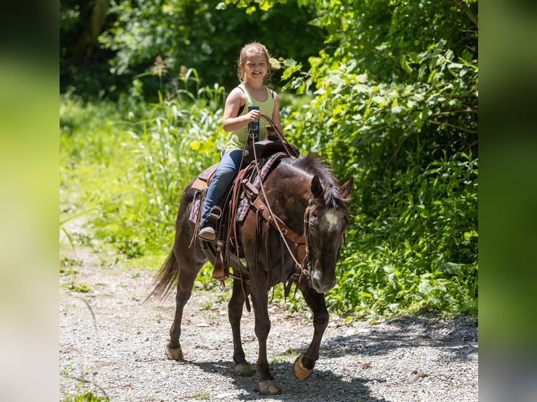 American Quarter Horse Giumenta 12 Anni 142 cm Morello in EWING, KY