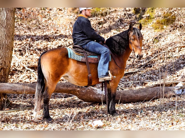 American Quarter Horse Giumenta 12 Anni 142 cm Pelle di daino in Cleveland TN